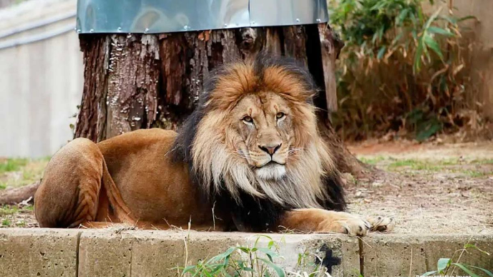 【北欧】デンマークの動物園、飼えなくなったペットの寄付を呼びかけ　ライオンのエサに「モルモットやウサギ、ニワトリ。飼えなくなって捨てるより理にかなっている」「健康な動物がいる場合は、ぜひ寄付してほしい」