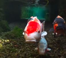 【世界が感動】 「まるで妖精の森」日本の水路が透明すぎると話題に